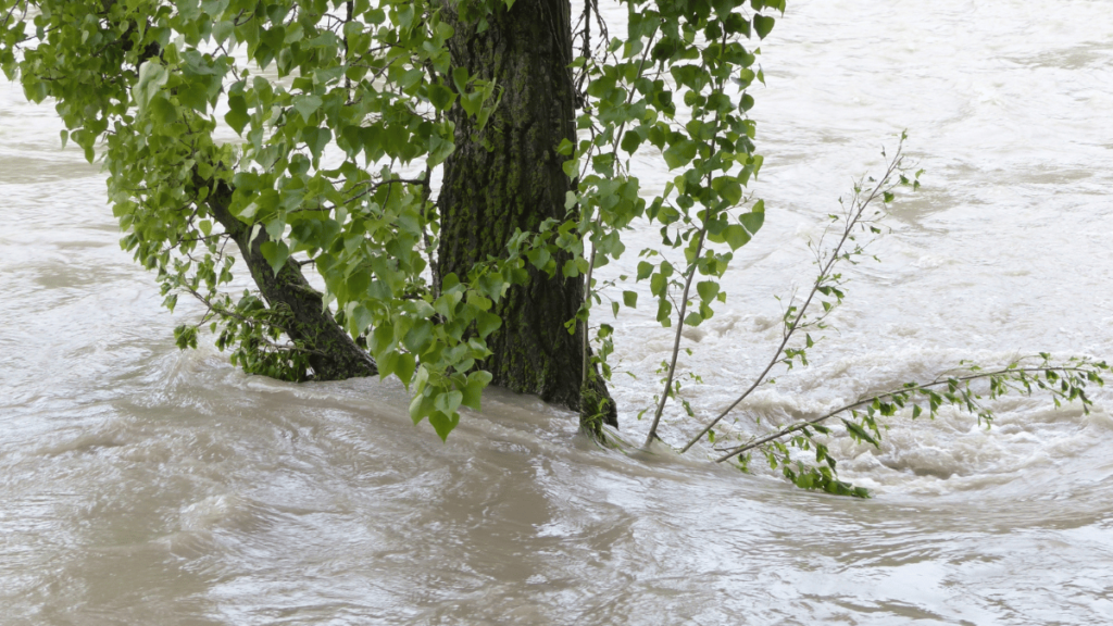 flood and heavy rainfall