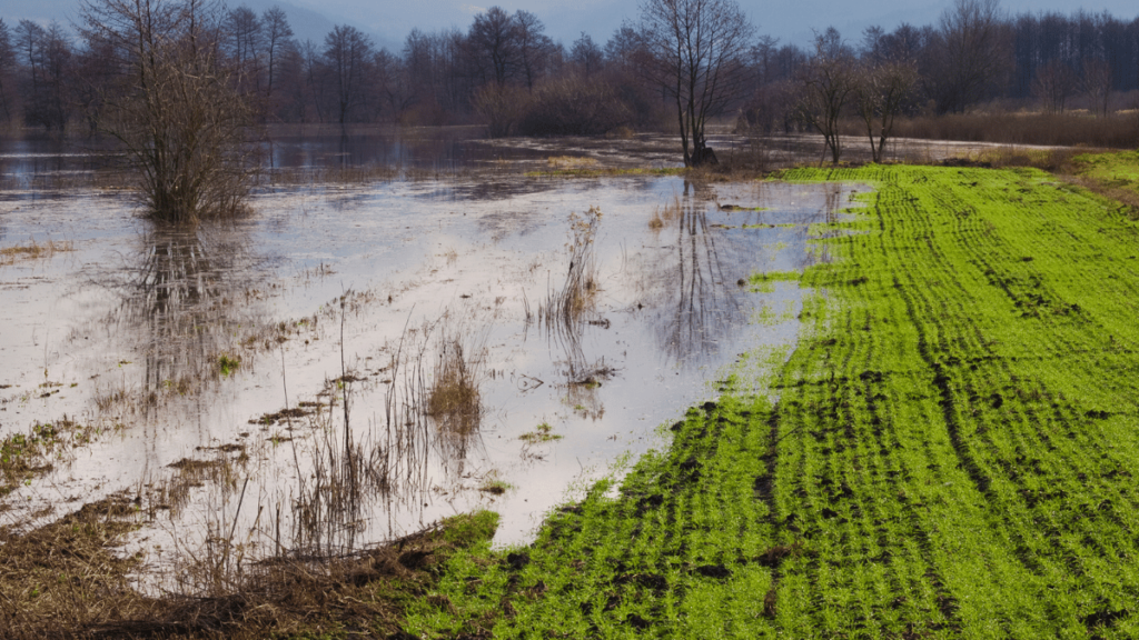 flood and heavy rainfall