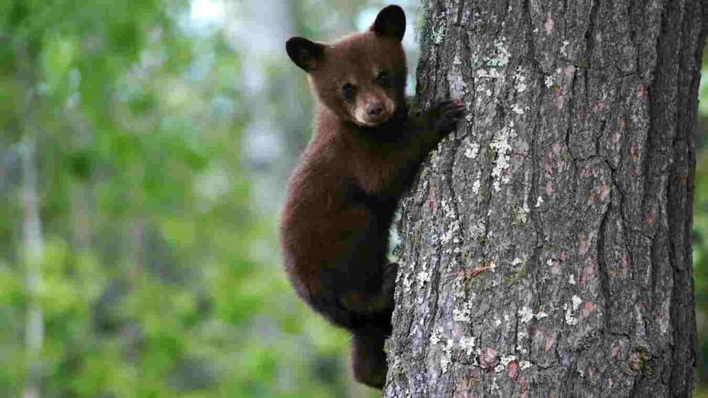 Bear activity in Satpura mountain near Akkalkuwa 