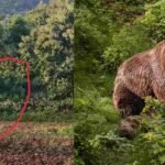 Bear activity in Satpura mountain near Akkalkuwa forest area