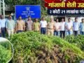 मका, तूर पिकांच्या आड गांजाची शेती उद्ध्वस्त; २ कोटी २१ लाखांचा गांजा जप्त