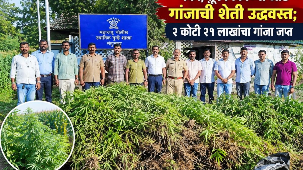 मका, तूर पिकांच्या आड गांजाची शेती उद्ध्वस्त; २ कोटी २१ लाखांचा गांजा जप्त