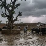 akkalkuwa-taluka-lightning-strike-kills-two-bulls-one-seriously-injured-farmer-suffers-loss