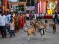 stray-dog-menace-during-ganesh-utsav-nandurbar