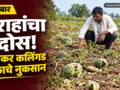 वडछील शिवारात वराहांचा हैदोस, ७ एकर पपईचे नुकसान