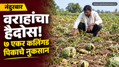 wild-boar-havoc-in-vadchhil-shivar-7-acres-of-papaya-damaged