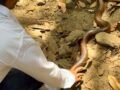 snake-rescuer-gives-new-life-to-rare-red-sand-boa