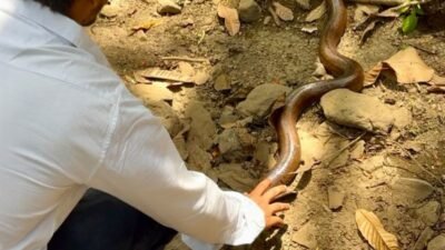 snake-rescuer-gives-new-life-to-rare-red-sand-boa