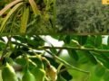 unconventional-fodder-lifesaver-cattle-drought