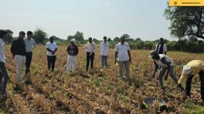 ceo-visits-soybean-crop-harvesting-experiment-at-lonkheda-provides-guidance